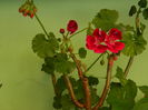 DSCN6534