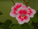 DSCN6537