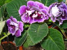 DSC00998