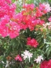 multe-flori-roz._2264[1]