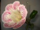 DSC01008