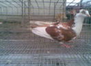 102820947_UOLQCAG[1]