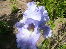 Iris Saphire Hills