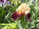 Iris Occelot