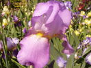 Iris Amethist