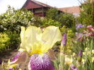 Iris Niebelungen