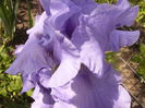 Iris Pacific Mist