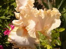 Iris Queen of Hearth