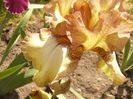 Iris Patina