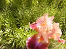 Iris Outrageous Fortune