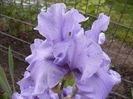 Iris Pacific Mist                          /