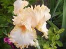 Iris Queen of Hearth