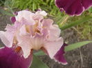 Iris Latin Lover
