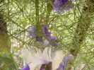 Iris Dream for you