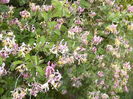 Lonicera
