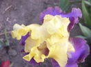 Iris Jurasic Park