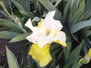 Iris Glacier Gold