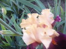 Iris Ocelot