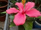 un cairo rosa mititel