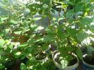 puiet de fuchsia