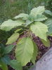 IMG_20150511_192802