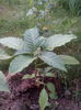 IMG_20150511_192813