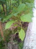IMG_20150511_192831