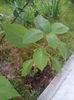 IMG_20150511_192836