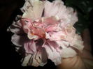 SAM_5105
