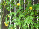 kerria japonica