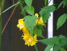 kerria japonica