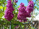 liliac Charles Joly