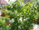 liliac Mme. Lemoine