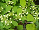 viburnum plicatum Lanarth