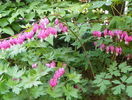dicentra spectabilis