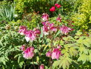 aquilegia Pink Petticoat