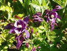 aquilegia Winky Purple & White