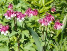 aquilegia Pink Petticoat