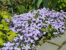 phlox sub. Emerald Blue