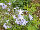phlox divaricata