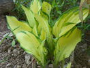 hosta albopicta