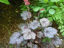 heuchera Hollywood