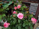 IMG_20150514_073815