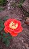 20150514_090547[1]