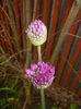 Allium Purple Sensation (2015, May 02)