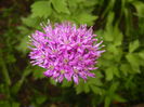 Allium Purple Sensation (2015, May 02)
