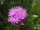 Allium Purple Sensation (2015, May 02)