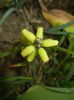 Muscari Golden Fragrance (2015, May 02)