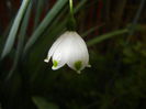 Leucojum aestivum (2015, May 02)