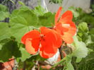 Red Geranium (2015, April 10)